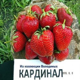 Рассада клубники Кардинал